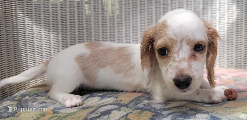 PEARL – Miniature Dachshund puppy for sale in Candler, NC