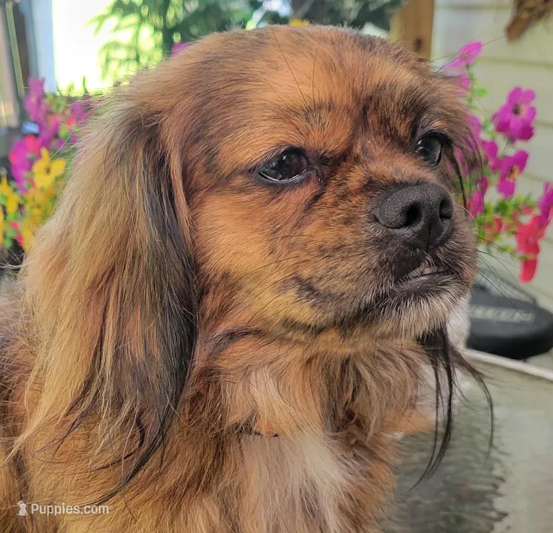 Jewell – Pekingese, Miniature Dachshund puppy for sale in Candler, NC