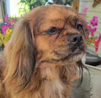 Jewell, a female Pekingese and Miniature Dachshund for sale in Candler, NC – 1 of 4