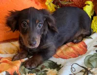 Bryce, a male Miniature Dachshund for sale in Candler, NC – 4 of 4