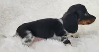 Grace, a female Miniature Dachshund for sale in Candler, NC – 2 of 5