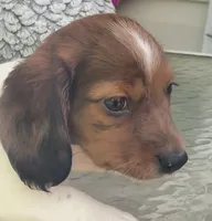 Dooley, a male Miniature Dachshund for sale in Candler, NC – 1 of 5
