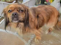 Jewell, a female Pekingese and Miniature Dachshund for sale in Candler, NC – 2 of 4