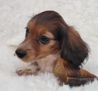 Joy, a female Miniature Dachshund for sale in Candler, NC – 1 of 4