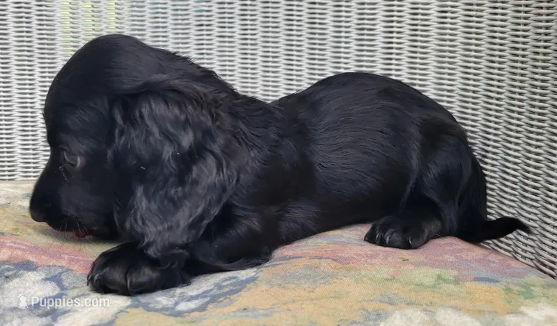 RAVEN – Miniature Dachshund puppy for sale in Candler, NC