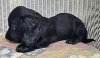 RAVEN, a male Miniature Dachshund for sale in Candler, NC – Photo 1 of 4