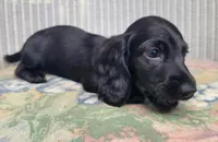 RAVEN, a male Miniature Dachshund for sale in Candler, NC – Photo 2 of 4