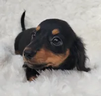 Bryce, a male Miniature Dachshund for sale in Candler, NC – 2 of 4