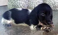 Bonnie, a female Miniature Dachshund for sale in Candler, NC – 2 of 5