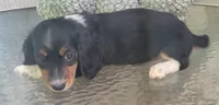 Taylor, a male Miniature Dachshund for sale in Candler, NC – 2 of 5