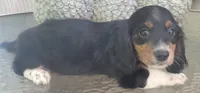 Taylor, a male Miniature Dachshund for sale in Candler, NC – 3 of 5