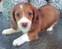 Spencer, a male Miniature Dachshund for sale in Candler, NC – 3 of 5