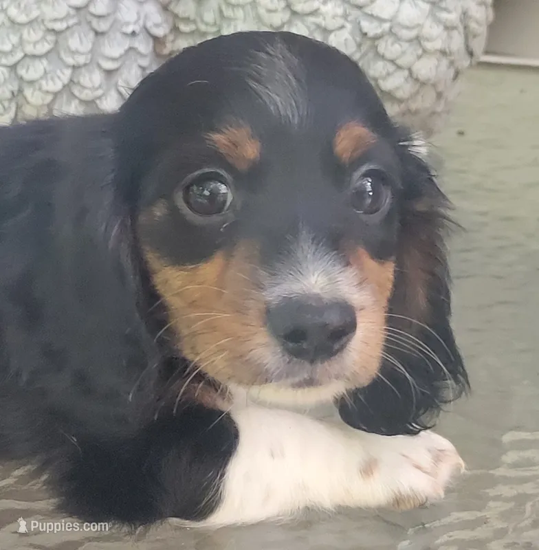 Taylor – Miniature Dachshund puppy for sale in Candler, NC