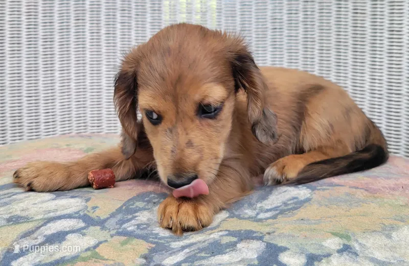 BROWNIE – Miniature Dachshund puppy for sale in Candler, NC