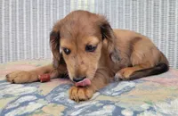 BROWNIE, a male Miniature Dachshund for sale in Candler, NC – Photo 1 of 4