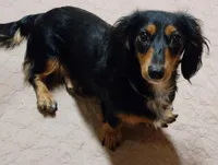 BROWNIE, a male Miniature Dachshund for sale in Candler, NC – Photo 3 of 4