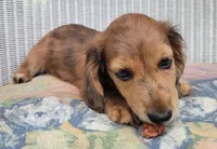 BROWNIE, a male Miniature Dachshund for sale in Candler, NC – Photo 2 of 4