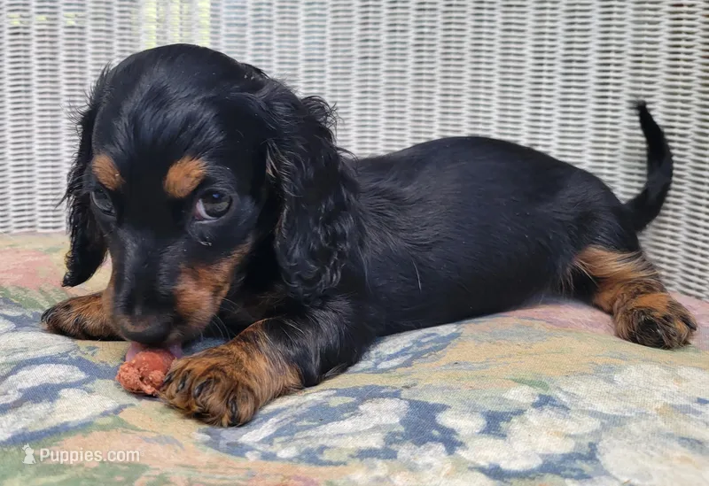 HENRY – Miniature Dachshund puppy for sale in Candler, NC