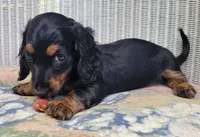 HENRY, a male Miniature Dachshund for sale in Candler, NC – Photo 1 of 4