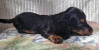 HENRY, a male Miniature Dachshund for sale in Candler, NC – Photo 2 of 4