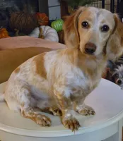 HENRY, a male Miniature Dachshund for sale in Candler, NC – Photo 4 of 4
