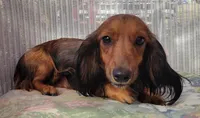 Bryce, a male Miniature Dachshund for sale in Candler, NC – 3 of 4