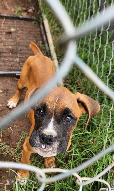 Boy 1, a male Boxer for sale in Chatham, VA – 1 of 1