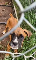 Boy 1, a male Boxer for sale in Chatham, VA – 1 of 1