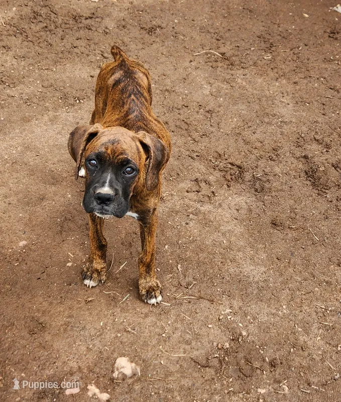 Girl , a female Boxer for sale in Chatham, VA – 1 of 1