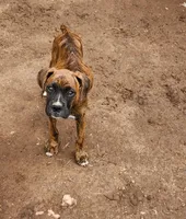 Girl , a female Boxer for sale in Chatham, VA – 1 of 1