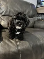 N/A, a male Maltese and Shih Tzu for sale in Silverlake, WA – Photo 2 of 2