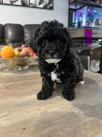 N/A, a female Maltese and Shih Tzu for sale in Silverlake, WA – Photo 1 of 2