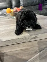 N/A, a female Maltese and Shih Tzu for sale in Silverlake, WA – Photo 2 of 2