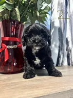 N/A, a female Maltese and Shih Tzu for sale in Silverlake, WA – Photo 1 of 2