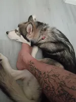 Onyx, a male Siberian Husky for sale in Bronx, NY – 5 of 5