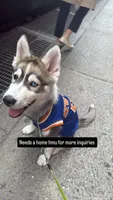 Onyx, a male Siberian Husky for sale in Bronx, NY – 2 of 5