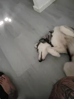 Onyx, a male Siberian Husky for sale in Bronx, NY – 4 of 5