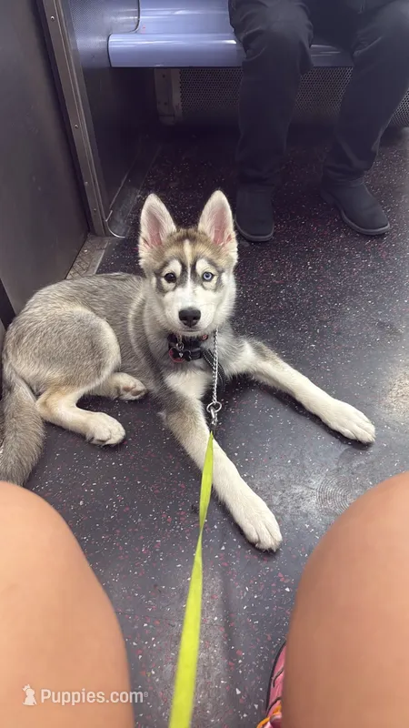 Onyx – Siberian Husky puppy for sale in Bronx, NY