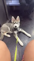 Onyx, a male Siberian Husky for sale in Bronx, NY – 1 of 5