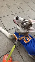 Onyx, a male Siberian Husky for sale in Bronx, NY – 3 of 5