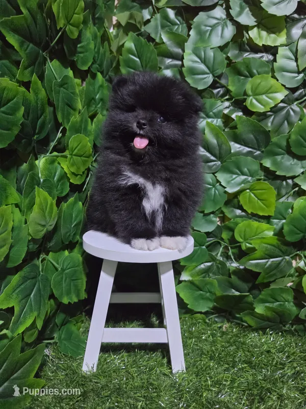 Blacky – Pomeranian puppy for sale in Wilson, NC