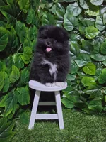 Blacky, a male Pomeranian for sale in Wilson, NC – 2 of 6