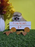 Princess , a female Pomeranian for sale in Wilson, NC – 1 of 6
