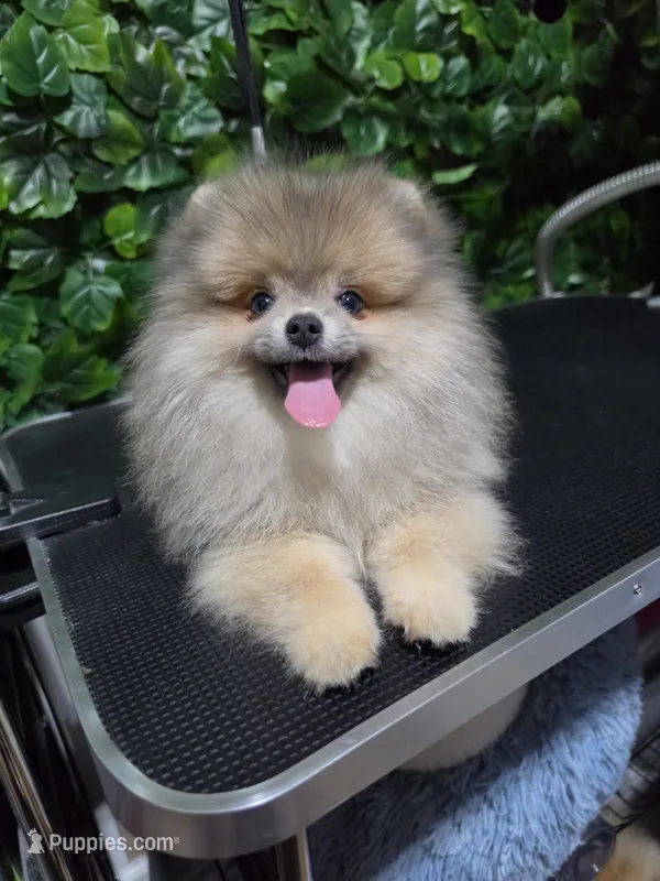 Lion – Pomeranian puppy for sale in Wilson, NC