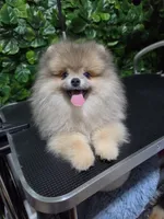 Lion, a male Pomeranian for sale in Wilson, NC – 1 of 7