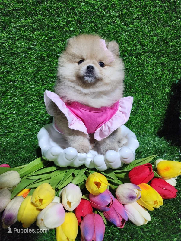 Tasha, a female Pomeranian for sale in Wilson, NC – Photo 1 of 4