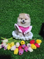 Tasha, a female Pomeranian for sale in Wilson, NC – Photo 4 of 4