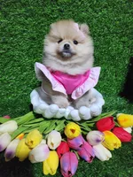 Tasha, a female Pomeranian for sale in Wilson, NC – Photo 3 of 4