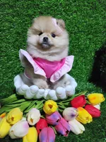 Tasha, a female Pomeranian for sale in Wilson, NC – Photo 2 of 4