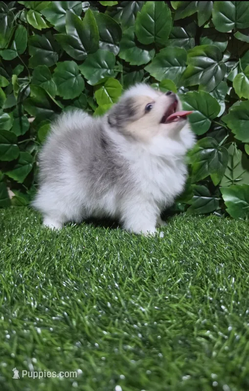 Lucy – Pomeranian puppy for sale in Wilson, NC
